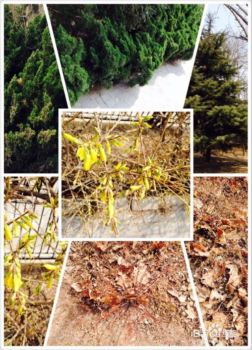 太阳成集团tyc_兴庆宫公园应该展现出自己独特的魅力(图2) 太阳成集团tyc