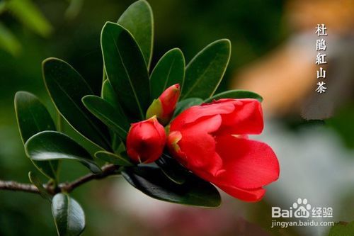 suncitygroup太阳成集团