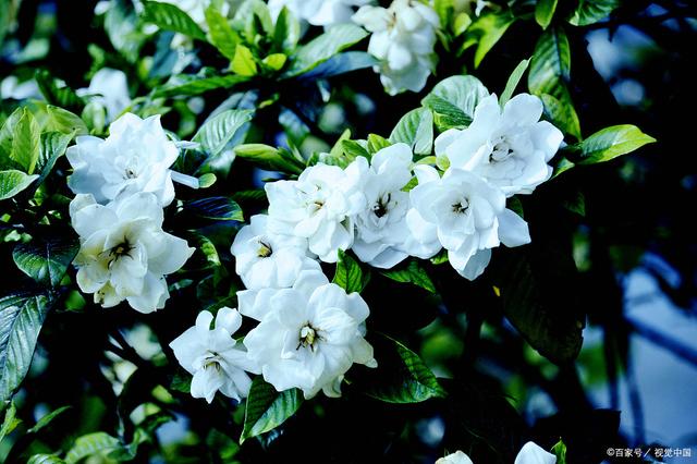 神木弟弟刘海呆萌!《JOJO》真人电影公布新定妆照‘太阳成官网’(图3) 太阳成官网